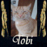 Tobi