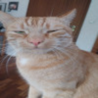 Tobi